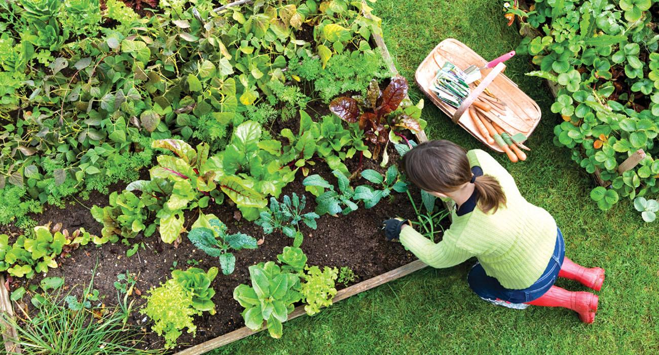 Tips to Plant a Vegetable Garden at Home