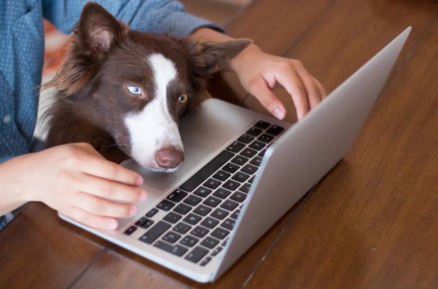 Amazing Tricks To Get The Most Out Of Your Pet Food Online