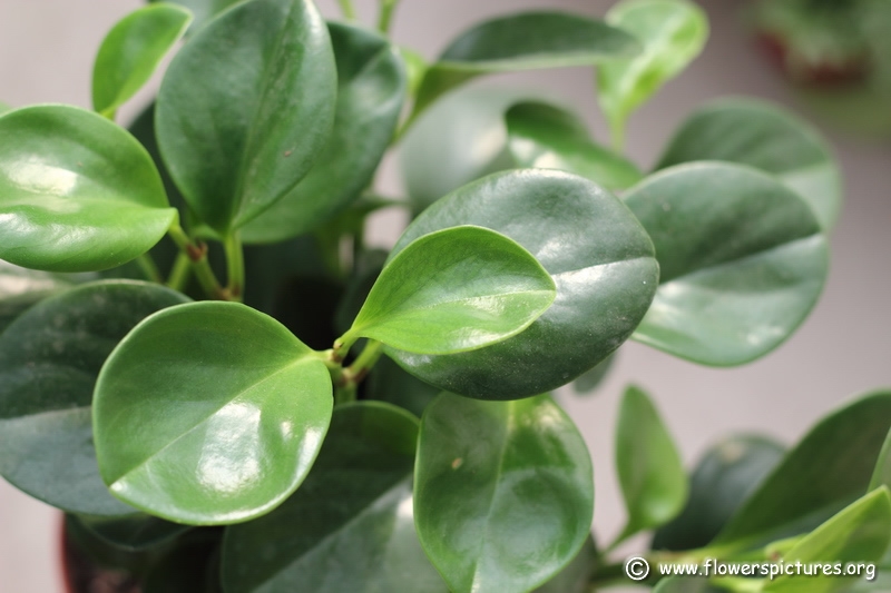 Plants That Are Useful in Purifying Air