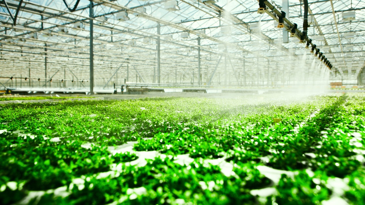 Hydroponic System: Plants That Can Grow Without Soil and Its Benefits