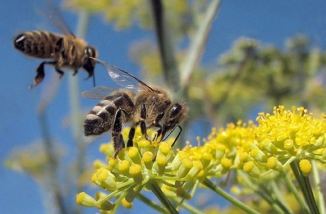 Disappearing Honey Bees & It's Global Impacts 