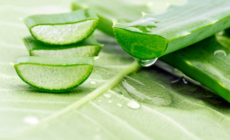 Aloe Vera: A Herbal Plant with Health benefits