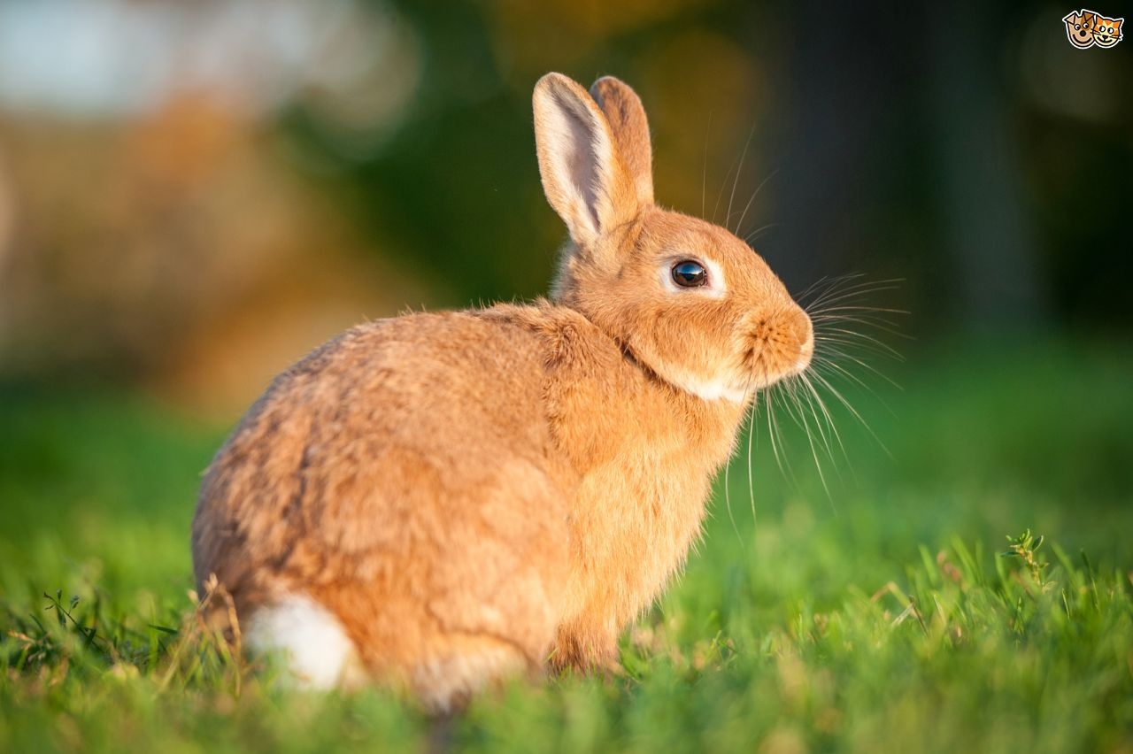 Pet Care: Hutches and Food for Rabbit