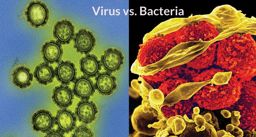 Difference between Bacteria and Viruses