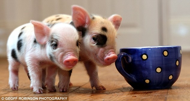 Things you must Know Before Getting Miniature Pig at Home