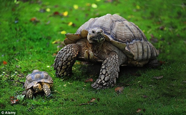 How to take care of Tortoises as Pets 