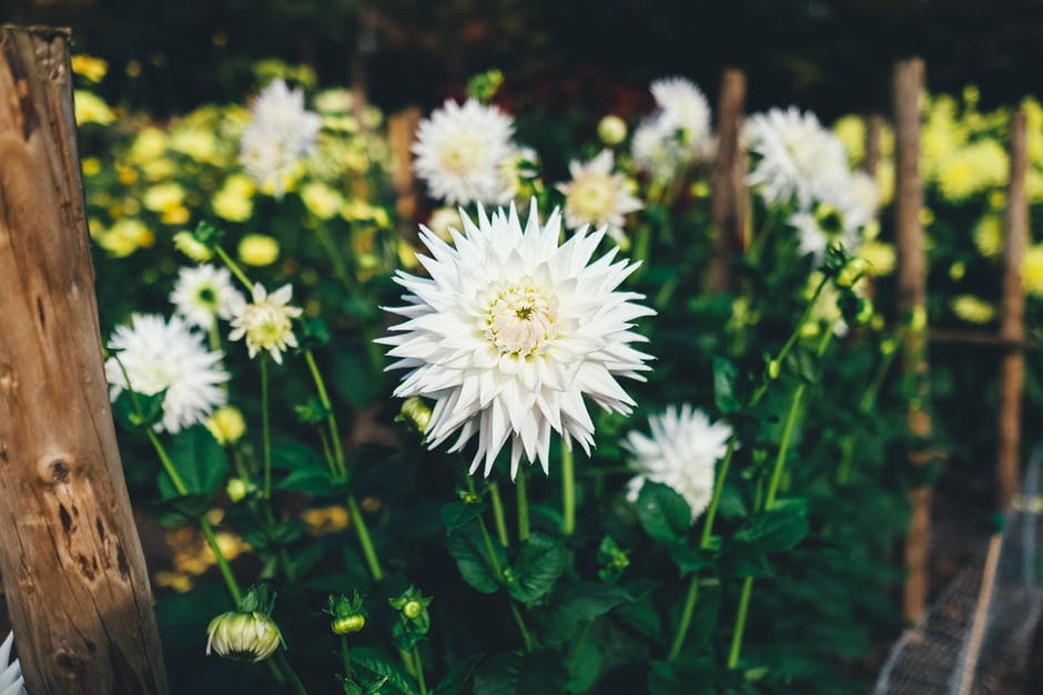 Essential Tips for Budget Gardening