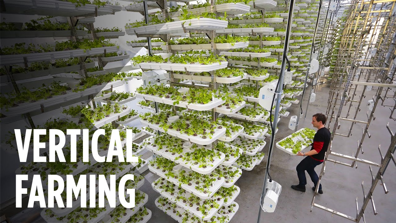 What are Vertical Farming and Name the Crops You Can Grow