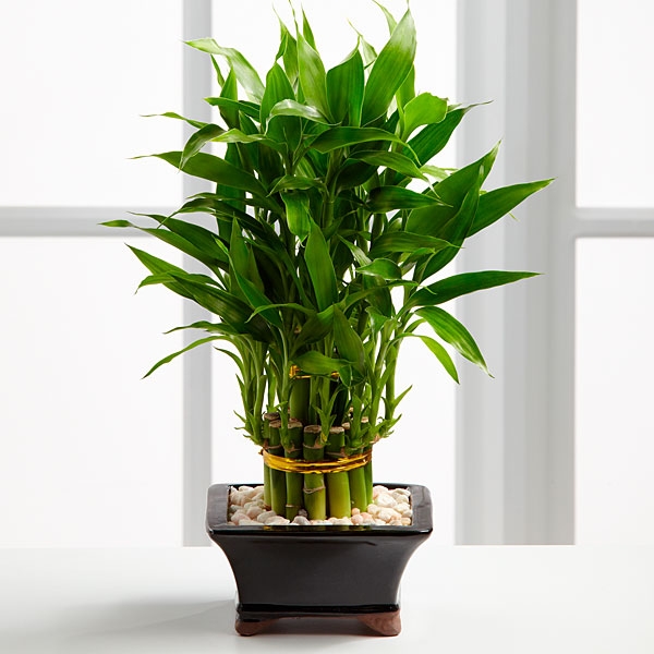 Tips to Care for Bamboo Plant