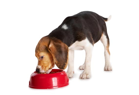 Tips to Choose Best Food for Your Dog