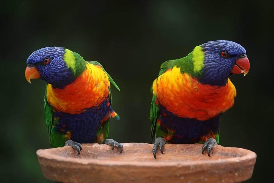 Things You should Know about Parrots