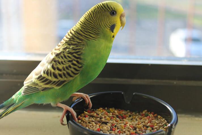 The Basic Food Requirements for Bright & Colorful Budgies