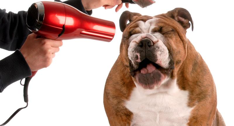 Essential Pet Grooming Tips Suggested by Experts