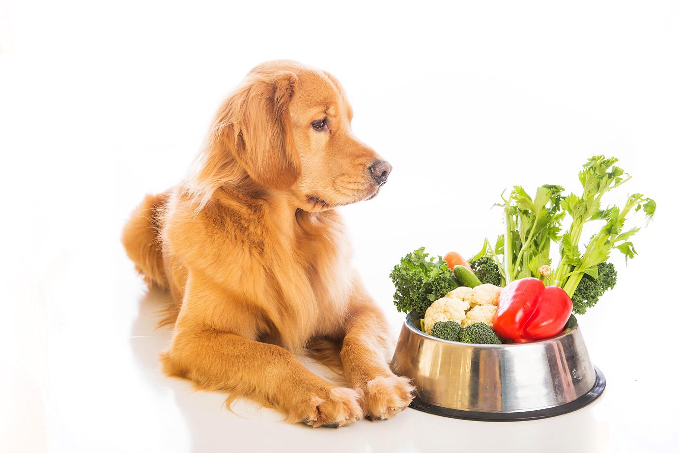 Add Nutritional Diet to Keep Your Dog Healthy