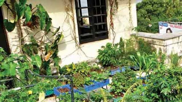 Prominent Tips to Plant a Garden