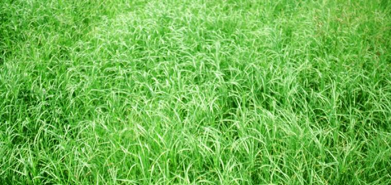 Lawn Care Advice for the First Time Homeowner