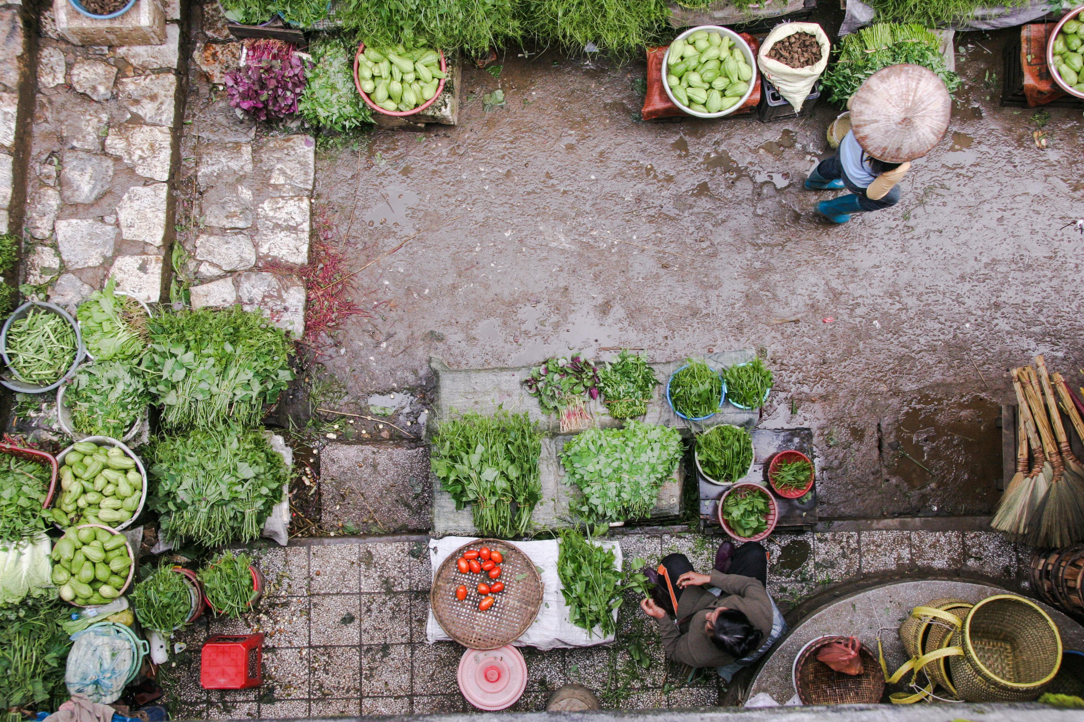Tips & Techniques to Have More Productive Vegetable Garden