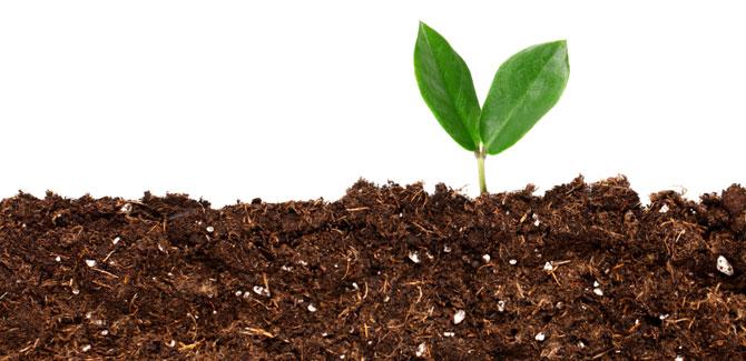 Simplest Way to Begin Composting