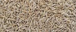 Go Healthy with Amazing Cumin Seeds – The essential aromatic ingredient of food