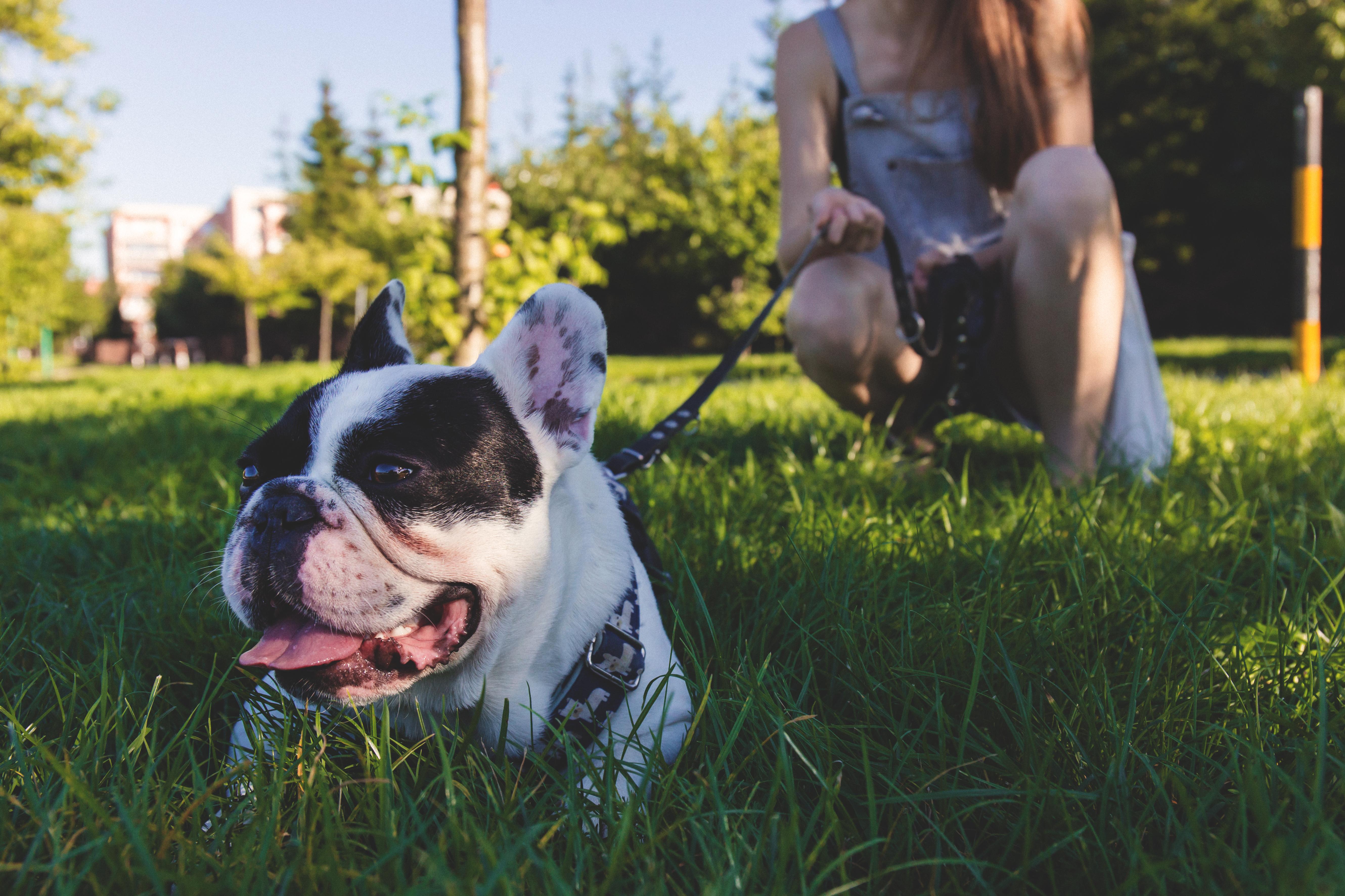 How to Train Your Dog to Make Them Your Running Partner