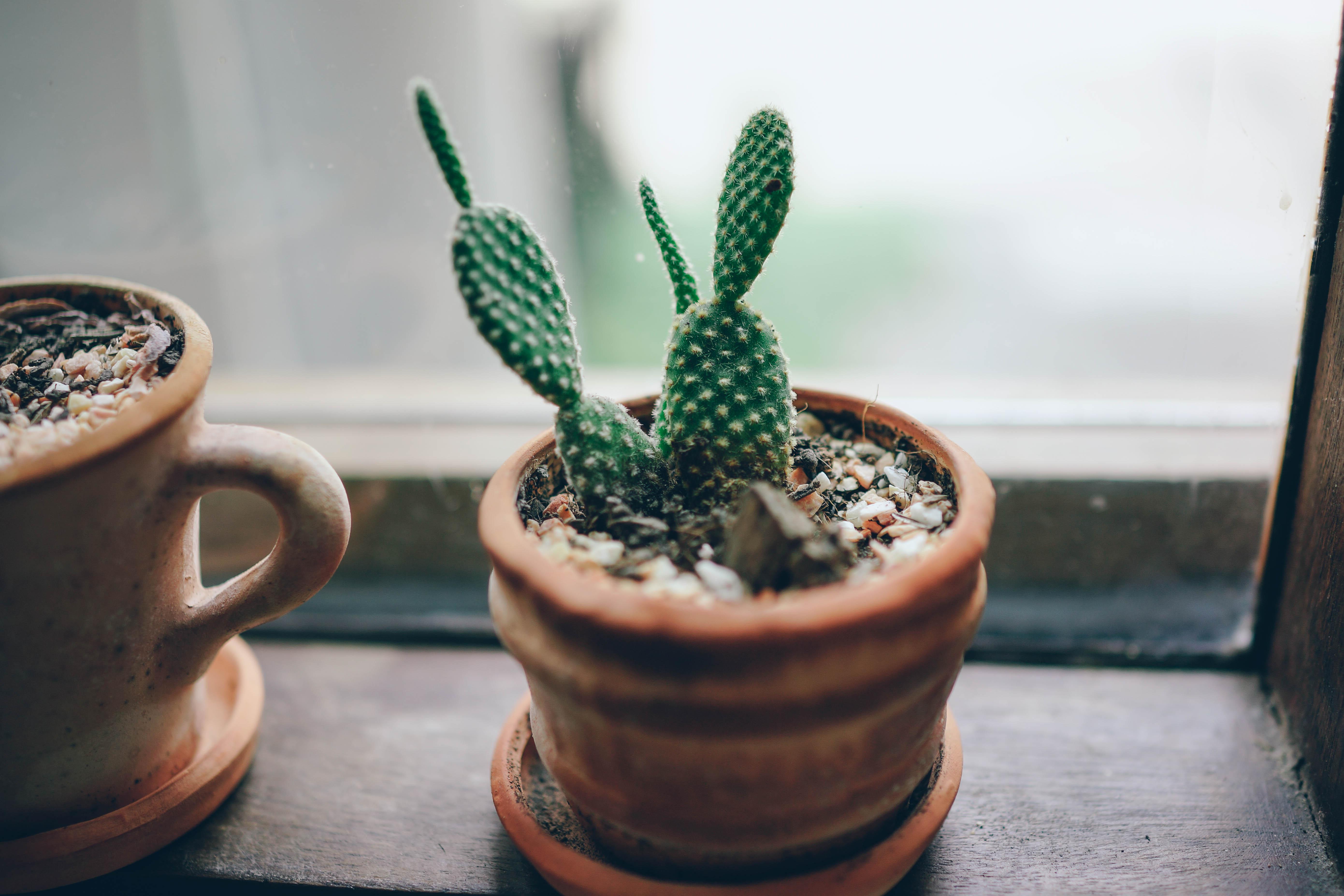 Guidelines to Choose Plants According to Outdoor Area & Containers