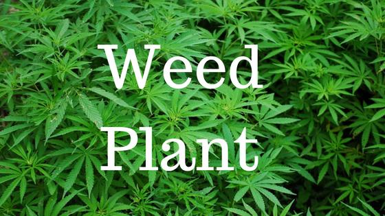 What is a weed? Where Common Weed Plants Grow, Types of Weeds