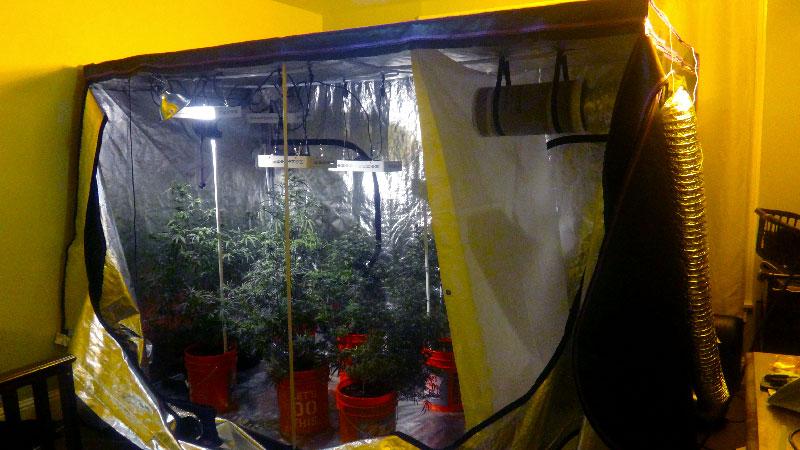 Technology is taking over sunlight - Indoor plantation is possible with Grow tents