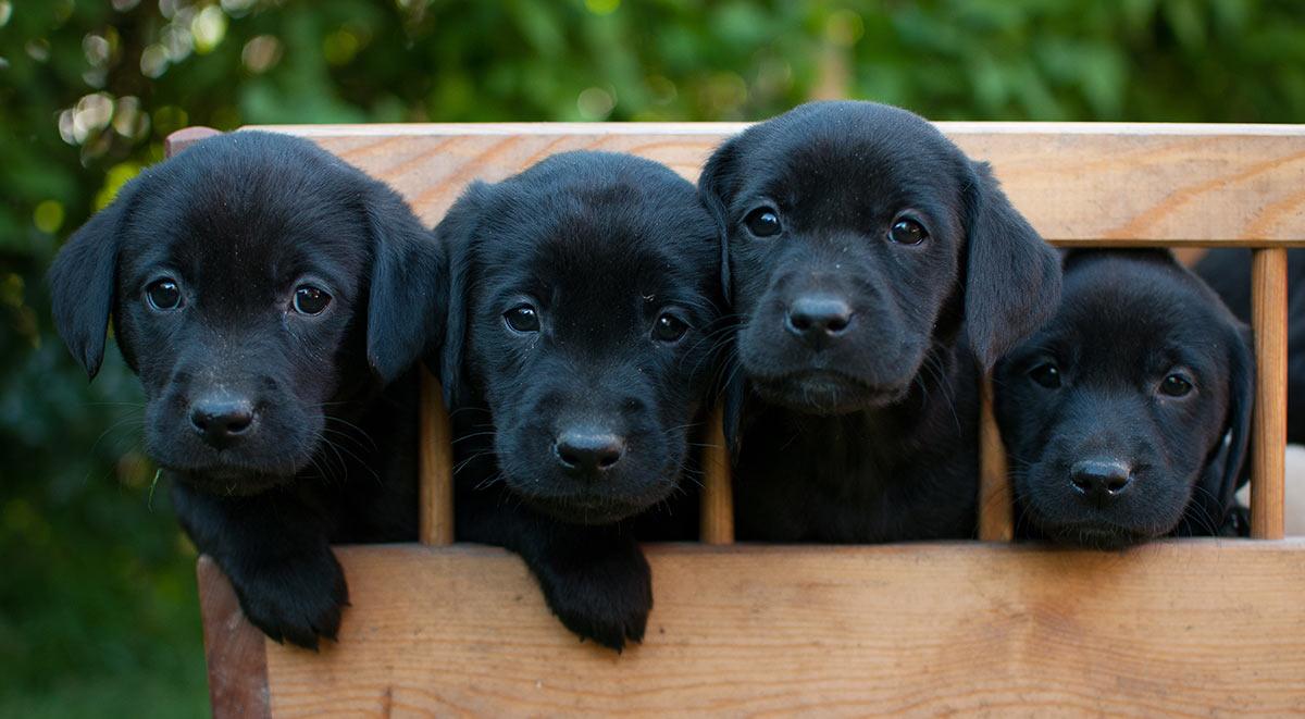 Things to Consider Before Buying a Labrador Puppy