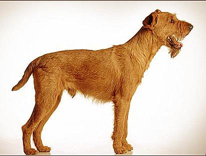 Irish terriers: All You Need to Know about These Adorable Dogs 