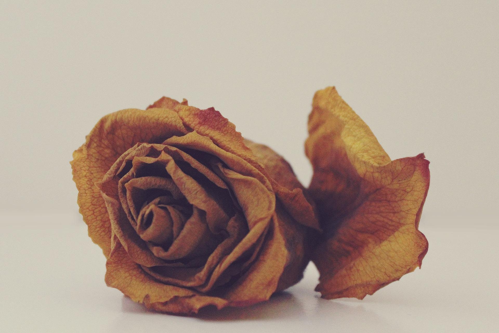 7 Creative Things To Do With With Withered Flowers