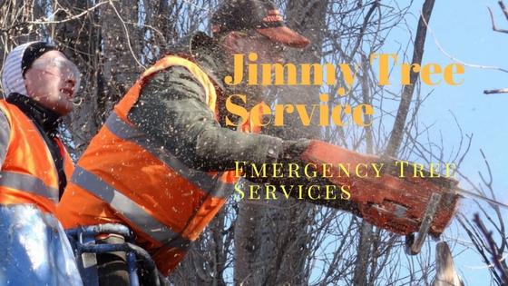 Benefits Of Hiring Tree Service Shelby Charter Township MI