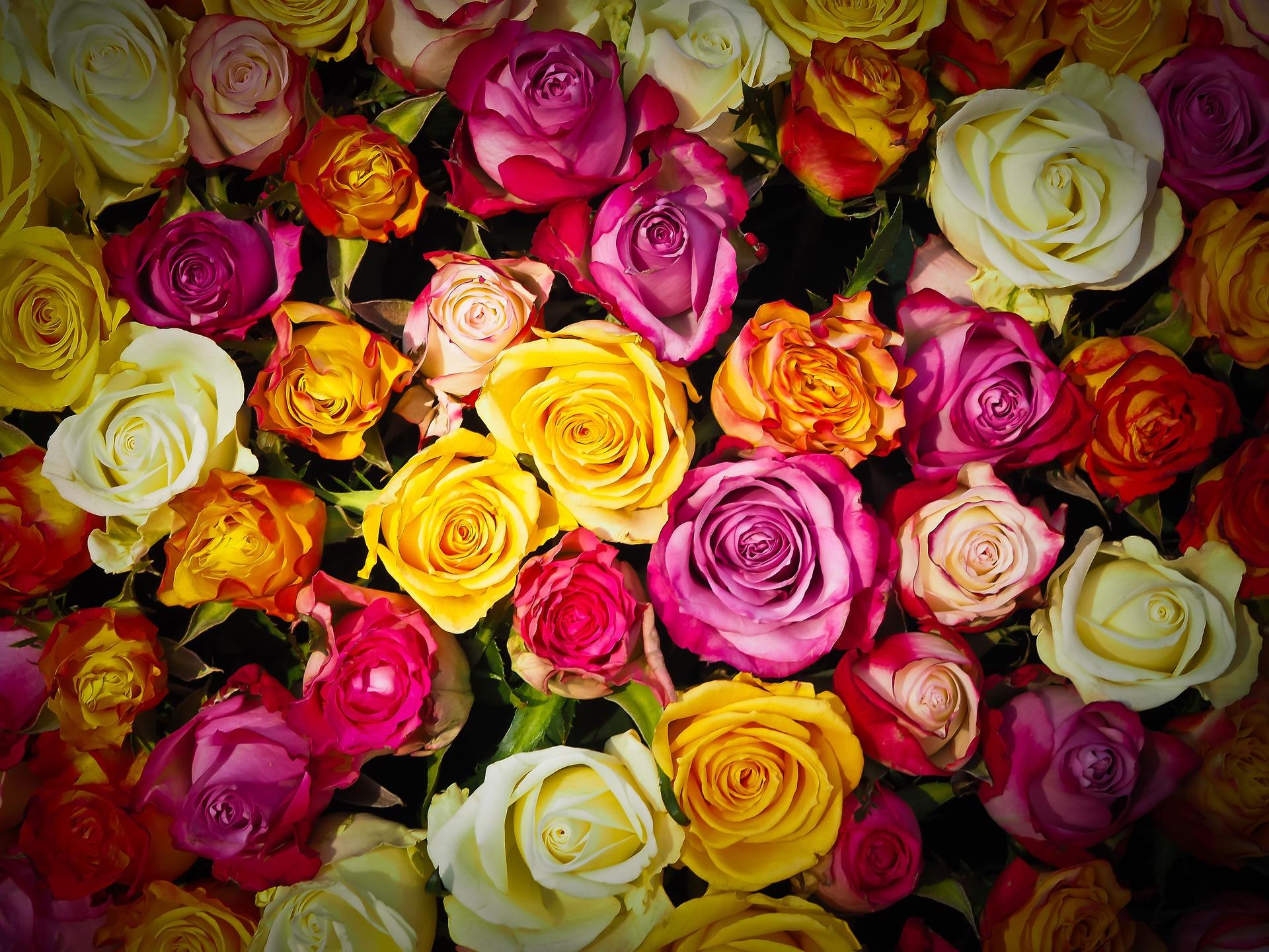6 Rose Color Meanings To Help You Pick The Perfect Bouquet