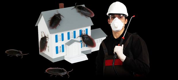 This Is What You Can Expect From Pest Control Companies