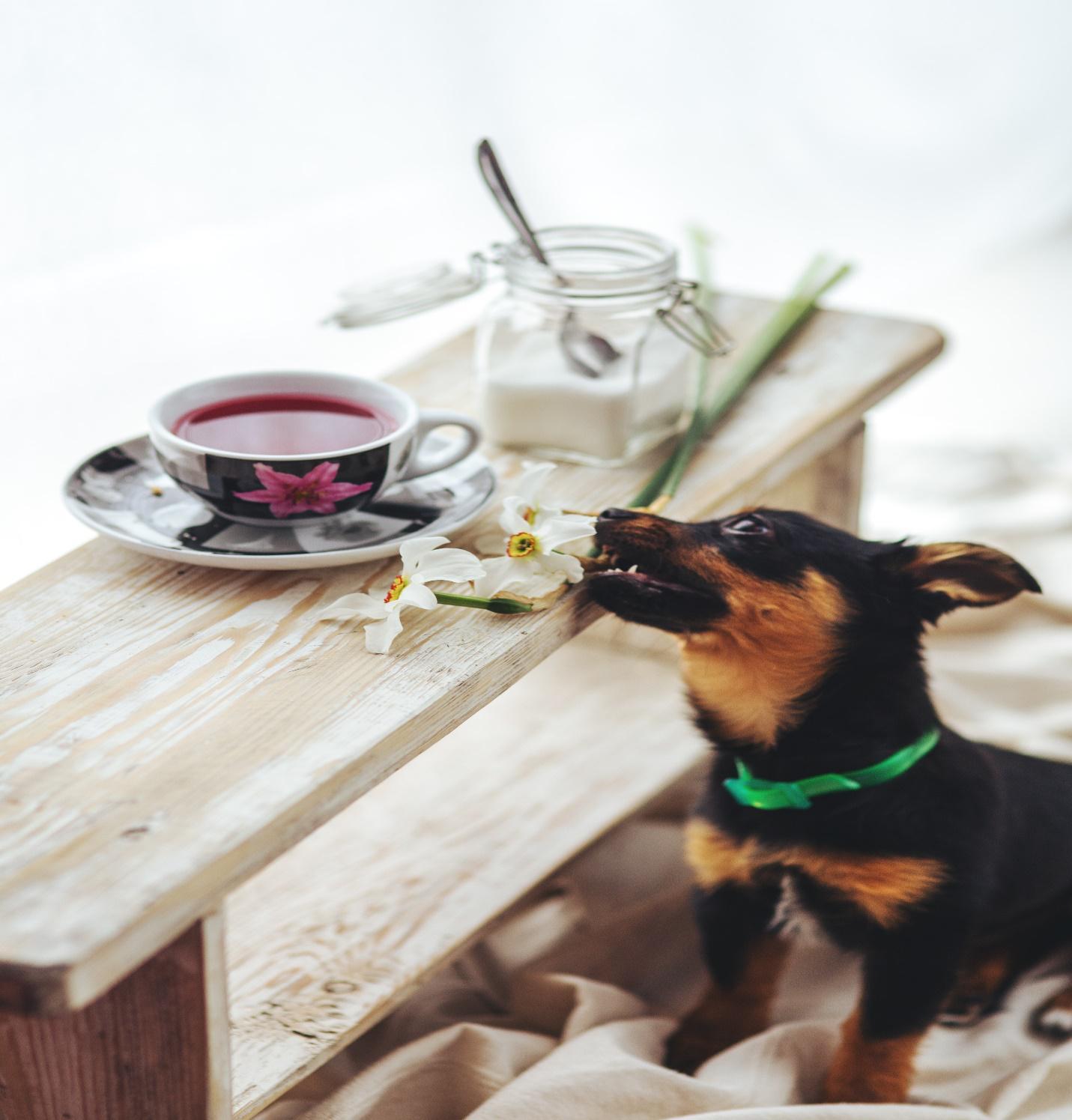 The Five Best Foods for Your Puppies