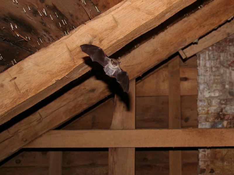 Why to Take Professional Attic Removal Help?