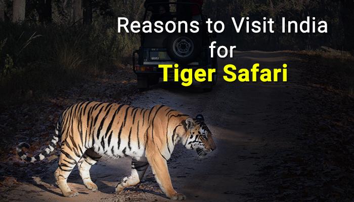 Tiger Safari In India, Don't miss it for the world