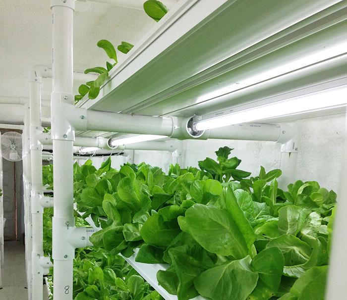 Five Ways To Use Your Container Farm