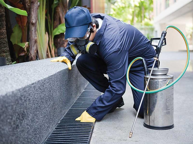 Compelling Reasons To Hire A Professional Pest Control Company