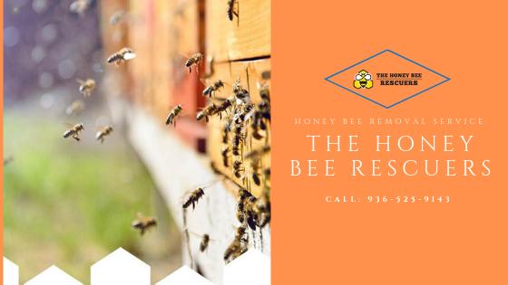 6 Incredible Benefits Of Hiring A Professional Honey Bee Removal Service