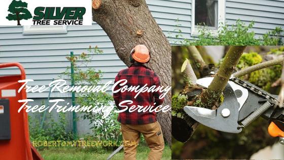 Planning To Hire Tree Removal Service? Mind These Questions! 