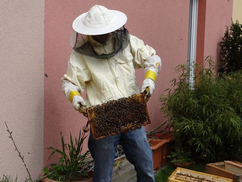 Steps To Remove A Beehive Safely From A Wall