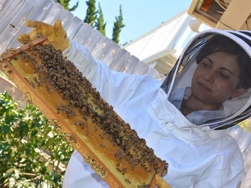 The Right Questions To Ask To A Bee Removal Professional