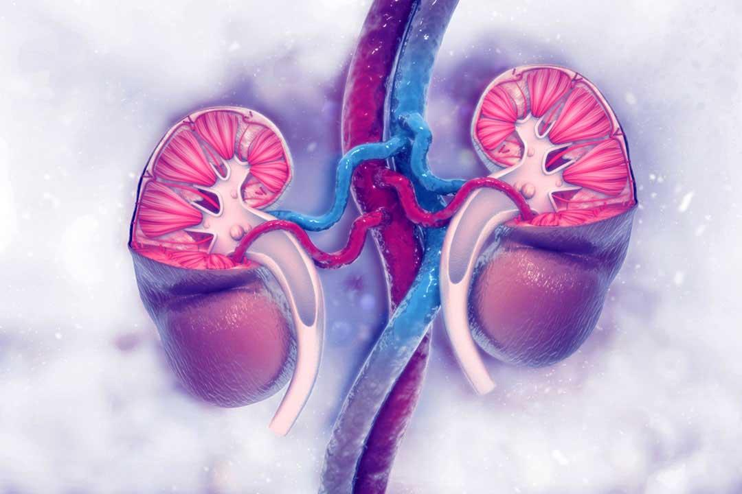 A snippet about Kidney Diseases