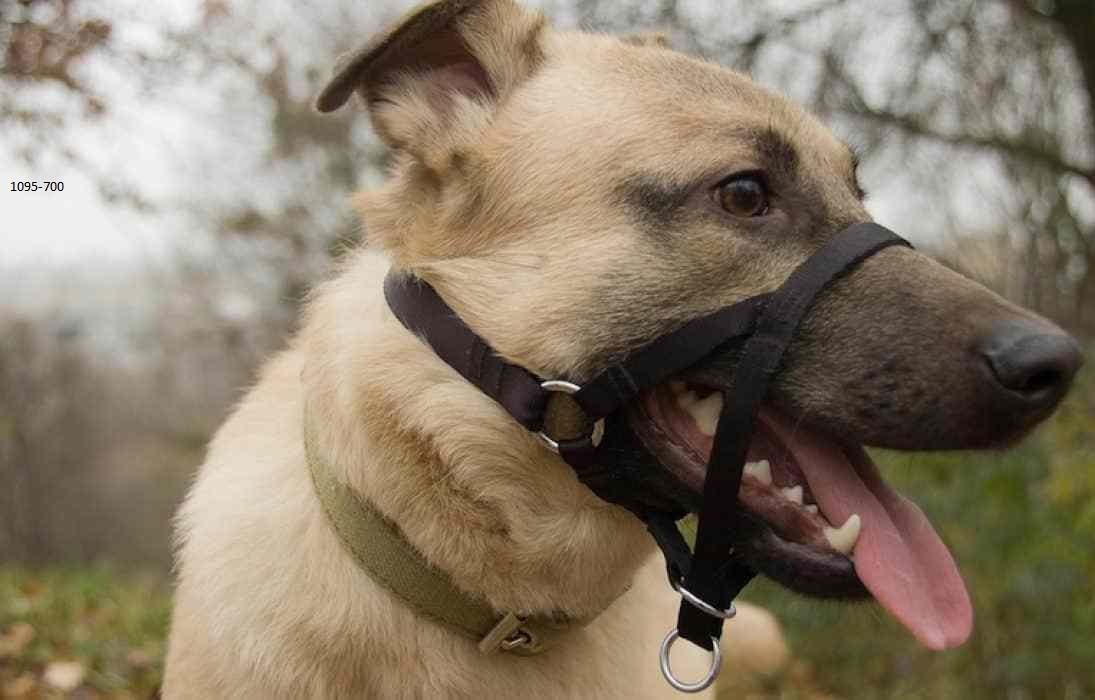 Best Tactical Dog Collar Brand features 2020