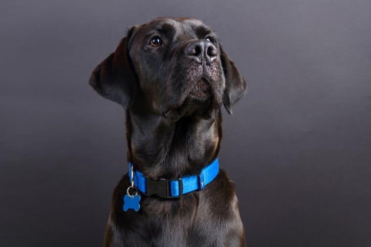 Best GPS Dog Collars  Brands Features Reviews 2020