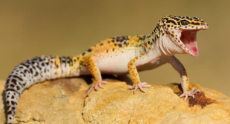 Some Essential Tips You Need to Know to Take Care of Leopard Geckos	