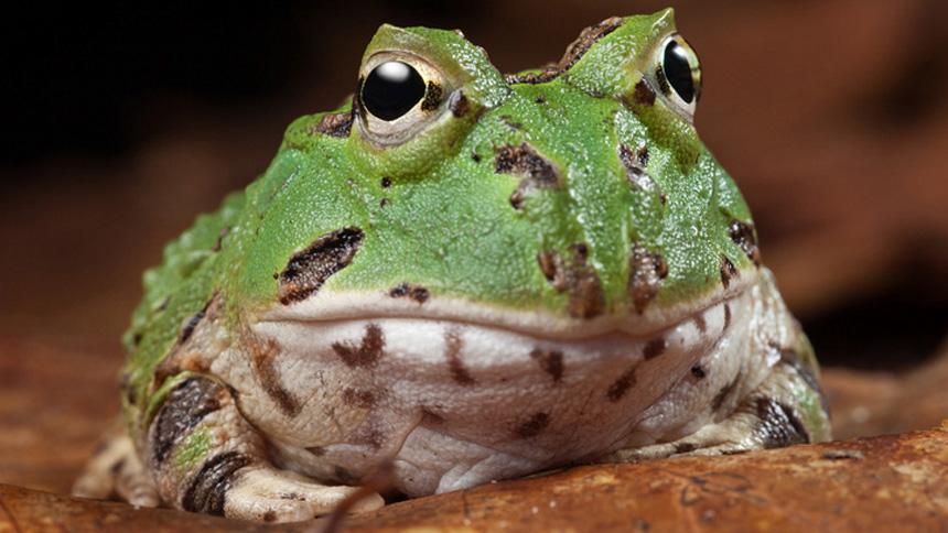 Some Astonishing Facts about the Packman Frogs