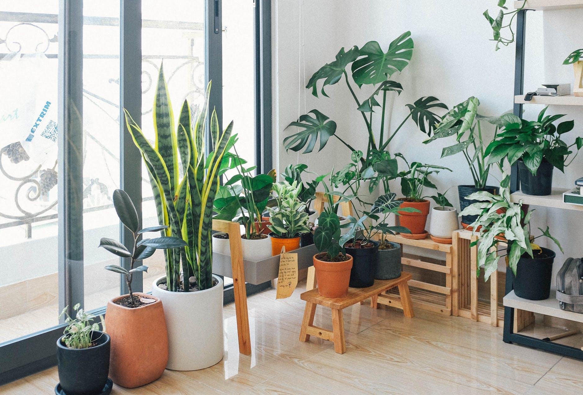 Most Demanding Houseplants for Making Home Eco-Friendly