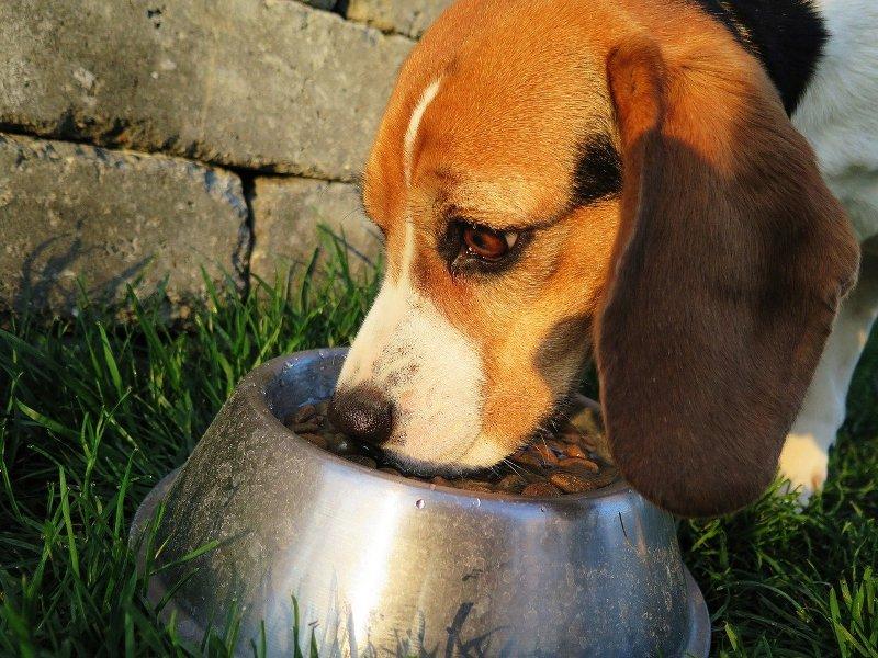 Can Dogs Eat Cashews and Almonds?