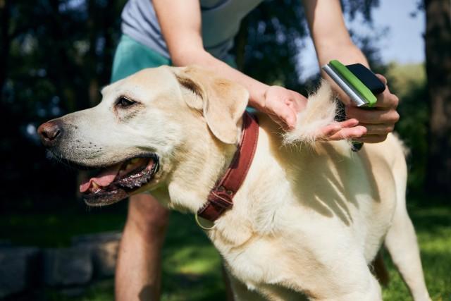 How dog groomers make dogs smell good?